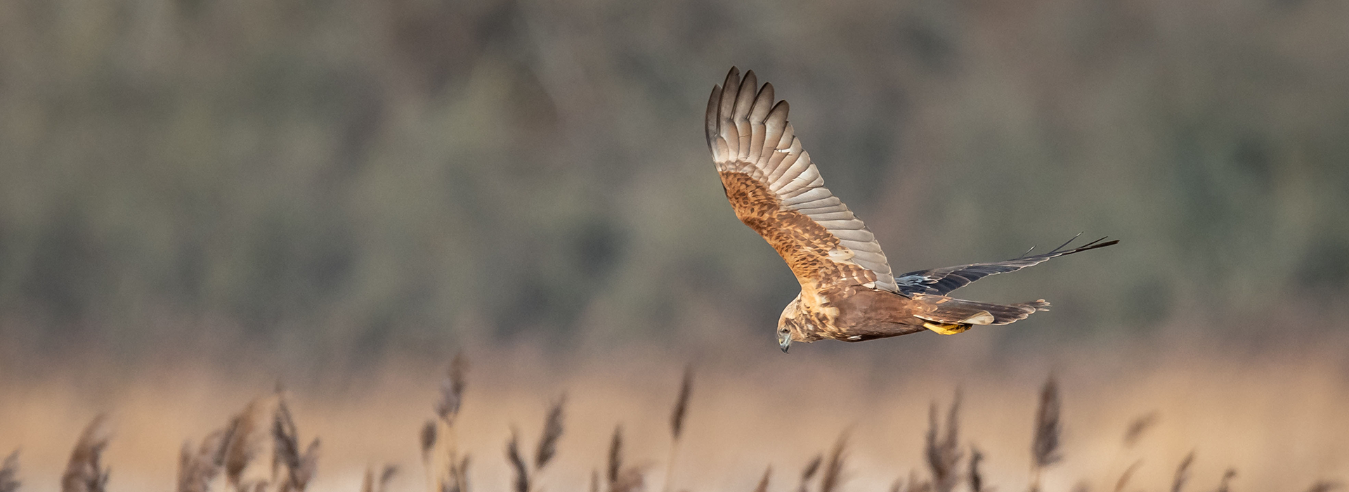 Conserving birds of Prey and their habitats