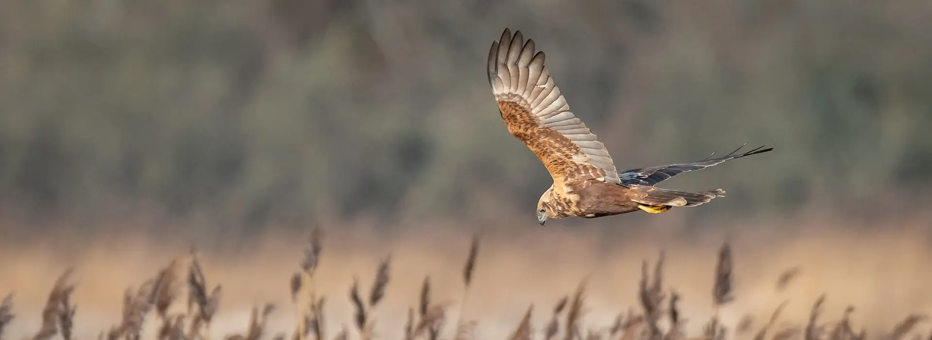 Conserving Wild Birds of Prey